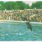 carte postala(ilustrata)-CONSTANTA-Delfinariul