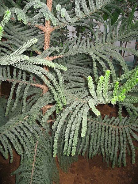 Plante ornamentale de interior -ARAUCARIA (Brad de camera) foto mare Plante ornamentale de interior -ARAUCARIA (Brad de camera) foto mare