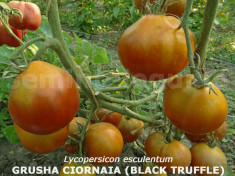 Seminte tomate negre - BLACK TRUFFLE - 30 seminte/plic foto