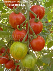 Seminte tomate - TIGERELLA - 30 seminte/plic foto