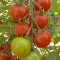 Seminte tomate - TIGERELLA - 30 seminte/plic