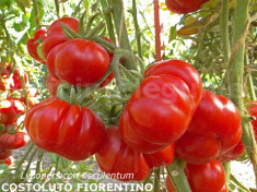 Seminte tomate - COSTOLUTO FIORENTINO - 30 seminte/plic foto