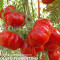 Seminte tomate - COSTOLUTO FIORENTINO - 30 seminte/plic