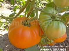 Seminte tomate mari galbene - AMANA ORANGE - 30 seminte/plic foto