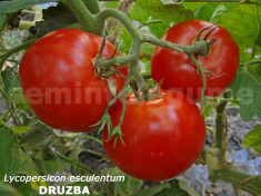 Seminte tomate - DRUZBA - 30 seminte/plic foto