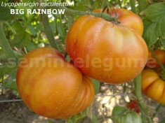 Seminte tomate mari bicolore - BIG RAINBOW - 30 seminte/plic foto