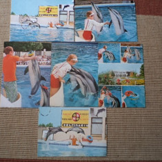 delfinariu constanta lot colectie 6 vederi carti postale necirculate RSR hobby