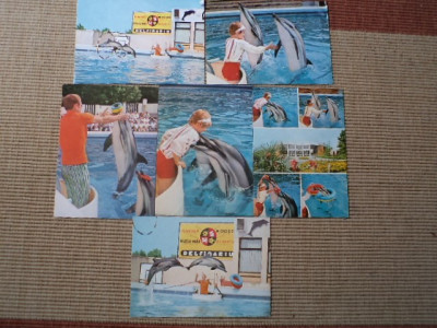 delfinariu constanta lot colectie 6 vederi carti postale necirculate RSR hobby foto