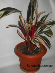 Plante de apartament ( Calathea ) foto