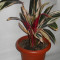 Plante de apartament ( Calathea )