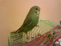 Vand Perus domesticit foto