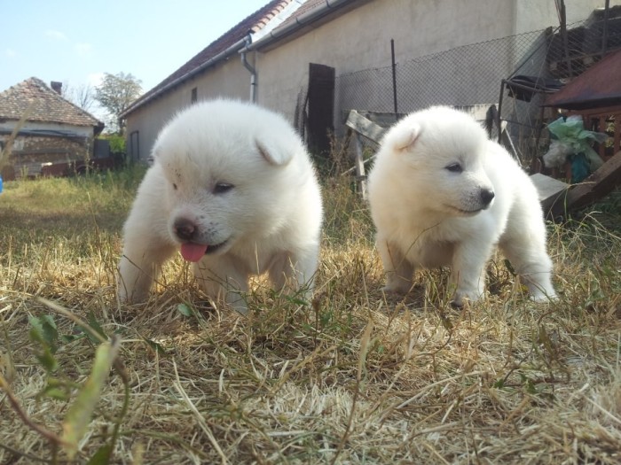 Vand Pui Akita Inu Japonez Alb Arhiva Okazii Ro