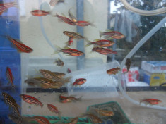 Vand pesti acvariu,ZEBRE (rosii si albastre) foto