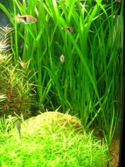 Vallisneria americana plante naturale acvariu - nepretentioase foto