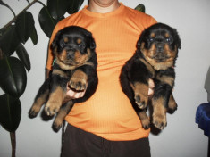 Pui rottweiler de vanzare foto