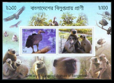 BANGLADESH 2012 FAUNA MAIMUTE,PASARI DE PRADA foto