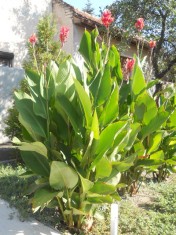 ACUM !!! CANNA INDICA -BULBI FLOARE - CRESTE INALTA, IN GRADINI SAU GHIVECI , ARE ASPECT PLACUT ! foto