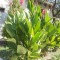 ACUM !!! CANNA INDICA -BULBI FLOARE - CRESTE INALTA, IN GRADINI SAU GHIVECI , ARE ASPECT PLACUT !