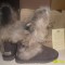 Cizme UGG Luxury Collection Short - Blana Vulpe