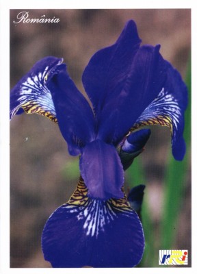 QSL , Iris Siberian foto