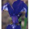 QSL , Iris Siberian