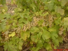 Vand Struguri de vita nobila albi soiul Riesling !!!! PRET MIC !!! foto
