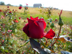 Vand pomi fructiferi si butasi trandafiri pt infintare plantatie profesionista pt flori taiate foto