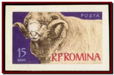 Romania 1962 - Eseu neadoptat Animale de rasa 15 bani, macheta desen original foto