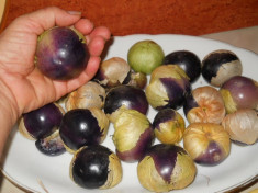 SEMINTE PHISALIS MOV- TOMATILLO (Physalis ixiocarpa Purple) foto