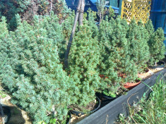 picea glauca conica foto