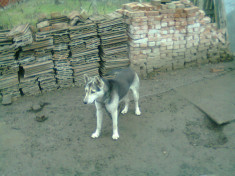 VAnd husky siberian varsta 9 luni foto