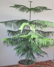 Plante ornamentale de interior -ARAUCARIA (Brad de camera) foto