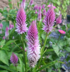 Seminte Celosia Flamingo foto