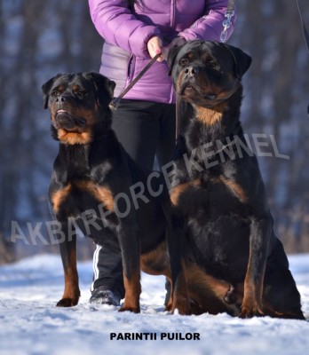 Canisa Akbarforce Vinde Pui Rottweiler Cu Pedigree Arhiva Okazii Ro