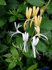 Lonicera Japonica - Mana Maicii Domnului foto