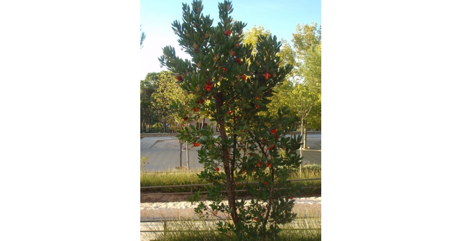 COPACUL de CAPSUNI - (inaltimea plantei la livrare - 70 cm) - STOC ...