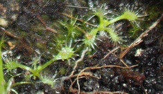 Seminte de planta carnivora drosera capensis var. alba foto