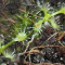 Seminte de planta carnivora drosera capensis var. alba