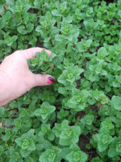 ( SEMINTE) MENTHA PIPERITA LIBANEZA - planta cu radacina foto