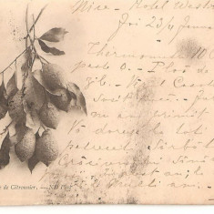 CPI (B2478) FRANTA, BRANCHE DE CITRONIER, CARTE POSTALA DIN 8. IAN.1900, STAMPILE