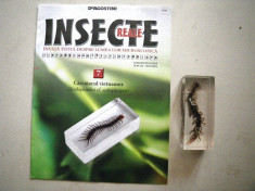 Colectia Insecte reale DeAgostini Carcaiacul vietnamez, 11x4.5 cm, cu revista foto