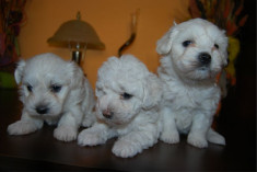 Vand Bichon Maltese foto