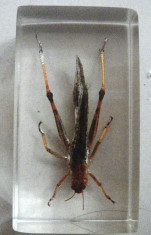 Colectia Insecte reale DeAgostini Viespea gigant, 7x4 cm, cu revista foto