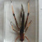 Colectia Insecte reale DeAgostini Viespea gigant, 7x4 cm, cu revista