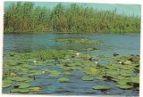 Carte postala(ilustrata) -DELTA DUNARII-Rosu, Necirculata, Printata