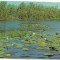 carte postala(ilustrata) -DELTA DUNARII-Rosu