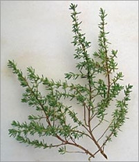 Cimbru de gradina - Thymus vulgaris - planta aromatica,perena foto