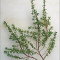 Cimbru de gradina - Thymus vulgaris - planta aromatica,perena