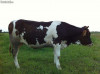 Junici gestante Metis Holstein