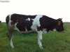 Juninci gestante Metis Holstein - Bovine gestante